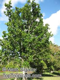 Image result for Elaeodendron