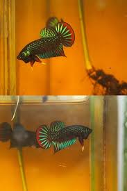 Fwbettas1413185951 Betta Imbellis Betta Betta Fish Beautiful Fish