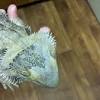 They may also prescribe an oral medication, but due to the high toxicity level of this method, it's you have to take it to the vet if it has a yellow fungus. 1