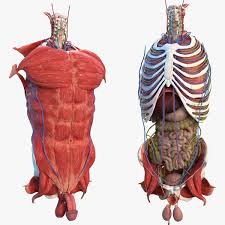 The consequences of an upright posture for the support of both the thoracic and the abdominal viscera are profound, but the muscular modifications in the trunk are few. 3d Male Torso Anatomy Turbosquid 1464112