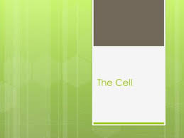 All organisms are made of cells. 7 1 Life Is Cellular Lesson Objectives State The Cell Theory Ppt Download