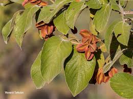 Image result for Combretum collinum