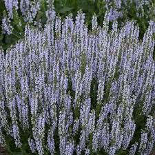 Image result for Salvia nilotica