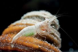 Image result for Asplenium markusbeckeri