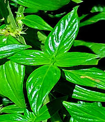 Image result for Hexasepalum sarmentosum