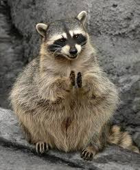 If You Re Happy And You Know It Say Meow If You Re Happy And You Know It Clap Your Hands Happy About The Sandhills Perhaps Cute Animals Funny Animal Pictures Animal Pictures