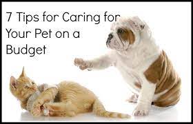 Tackling Pet Care 5 Minutes For Mom Pet Care Cat Vs Dog Cat Care