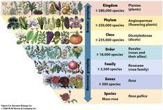 11 Best Classification Chart Images Plant Classification