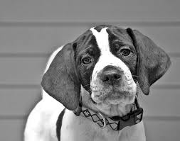 Black And White English Pointer Puppy English Pointer Puppy Chien De Chasse Chien Animaux