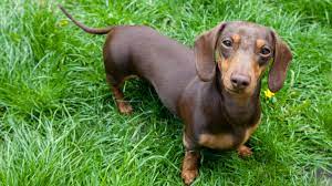 Striving to serve as a resource for the canine community, daxton's friends attempts to provide the most current and updated information available. The Right Way To Pronounce Dachshund Mental Floss