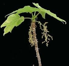 Image result for Obetia