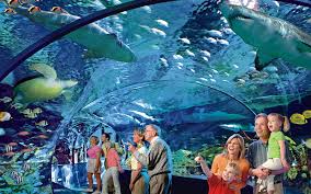 Ripley'S Aquarium Has Gallons Of Fun This Summer