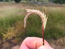 Image result for Dichanthium aristatum