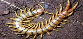 حشره الام اربع واربعين هو انسان مخادع لا خير منه او عدو غدار و من راى هذه الحشره في المنام يدل على قرب عدوه. ØªÙØ³ÙŠØ± Ø­Ù„Ù… Ø£Ù… Ø£Ø±Ø¨Ø¹Ø© ÙˆØ£Ø±Ø¨Ø¹ÙŠÙ† ØµÙØ±Ø§Ø¡ ÙÙŠ Ø§Ù„Ù…Ù†Ø§Ù… Ù„Ø§Ø¨Ù† Ø³ÙŠØ±ÙŠÙ† Ù…ÙˆØ³ÙˆØ¹Ø© Ø§Ù„Ù…Ø¯ÙŠØ±