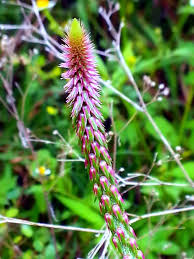 Image result for Achyranthes