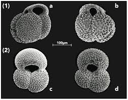 Image result for Rhipidoglossum globulosocalcaratum