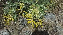 Image result for Adenocarpus