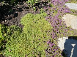 Image result for Lysimachia tenuicaulis