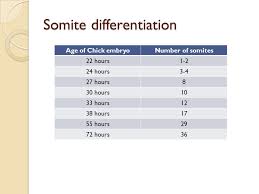 In their form as epithelialized somites. Neural Tube Somites And The Placenta Ppt Download