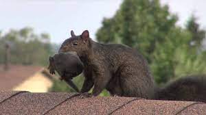 Squirrel Mom Amazing Jump With Baby In Mouth Youtube