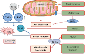 We did not find results for: Mitochondrial Destiny In Type 2 Diabetes The Effects Of Oxidative Stress On The Dynamics And Biogenesis Of Mitochondria Peerj