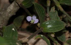 Image result for Aneilema zebrinum