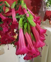 Image result for Cantua