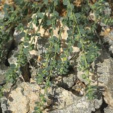 Image result for Andrachne ovalis