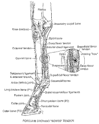 Leg anatomy horse anatomy animal anatomy anatomy bones human anatomy free horses anatomy for artists animal bones pony drawing. Horse Health At Southern Pines Equine Associates Southern Pines Nc