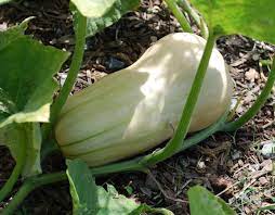 Always work up your soil well before planting. Harvesting Squash When To Harvest Squash