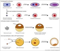 Chromosome number the thing is little tricky. Reprogramming And Development In Nuclear Transfer Embryos And In Interspecific Systems Sciencedirect