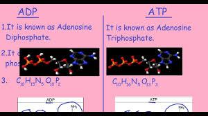 This process is mostly dependent upon the addition and subtraction of a phosphate molecule and the energy required to bond the phosphate to adp when atp breaks down into adp, it releases energy. Adp Vs Atp Quick Differences Comparison Youtube