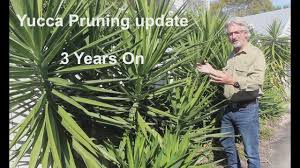 Maybe you would like to learn more about one of these? How To Prune And Plant Yuccas Youtube