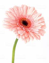 Pink Gerbera Daisy Isolated On White Background Royalty Free Stock Photo Gerbera Daisy Gerbera Pink Gerbera