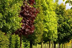 leibomen in soorten en kleuren tuin privacy boom tuin