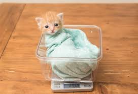 How Hannah Shaw The Kitten Lady Rescues The Most Fragile Felines New Hampshire Public Radio