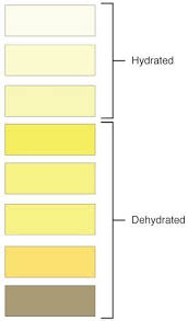 Urine Colors Chart Meaning Of Pee Color Smell And