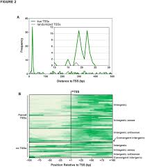 The Evolutionary Impact Of Intragenic Flia Promoters In