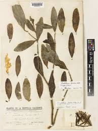 Image result for Helixanthera schizocalyx