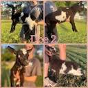 Nigerian Dwarf Goat Babies - farm & garden - by owner - sale ...