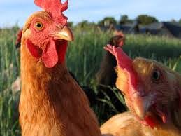 Ֆերմայից 100 հավ գողացողի հետքերով ...