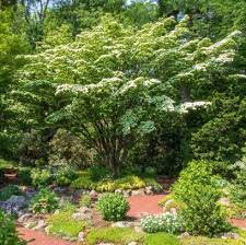 Tall and 12 to 15 ft. 10 Best Trees For Small Gardens Best Small Trees For Tiny Yards