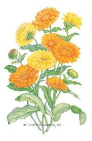 The Herb Cottage Newsletter Calendula October Birth Flowers Birth Flowers