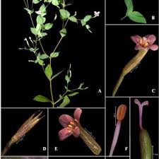 Image result for Canscora alata