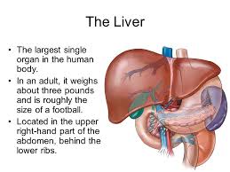 In this concept, you'll be introduced to the heart, brain, and other major organs of the human body. Organs Liver