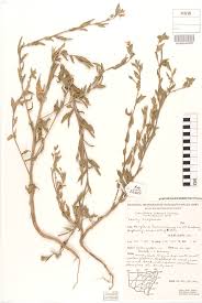 Image result for Oenothera indecora