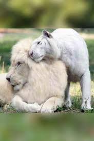 White Lion And White Tiger Had Babies Together And They Re The Most Adorable Things On Earth Animals Wildlife White Lion Rare Albino Animals Albino Animals