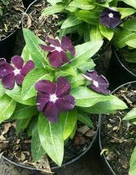 Bunga vinca gantung merupakan salah satu tanaman hias yang sering digunakan untuk mempercantik halaman rumah. Jual Tanaman Hias Bunga Vinca Ungu Di Lapak Kebun Buah Bukalapak