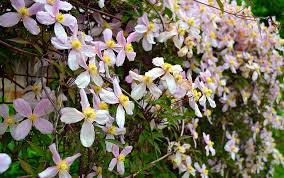 Unfortunately it is currently impossible to export our large assortment to the uk under brexit conditions. Best 10 Climbing Plants David Domoney