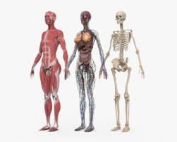 Learn about the placement of the skeletal and muscular structures. 360 View Of Rib Cage 3d Model Hum3d Store